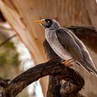 Honigfresser, genauer der Weißstirn-Schwatzvogel