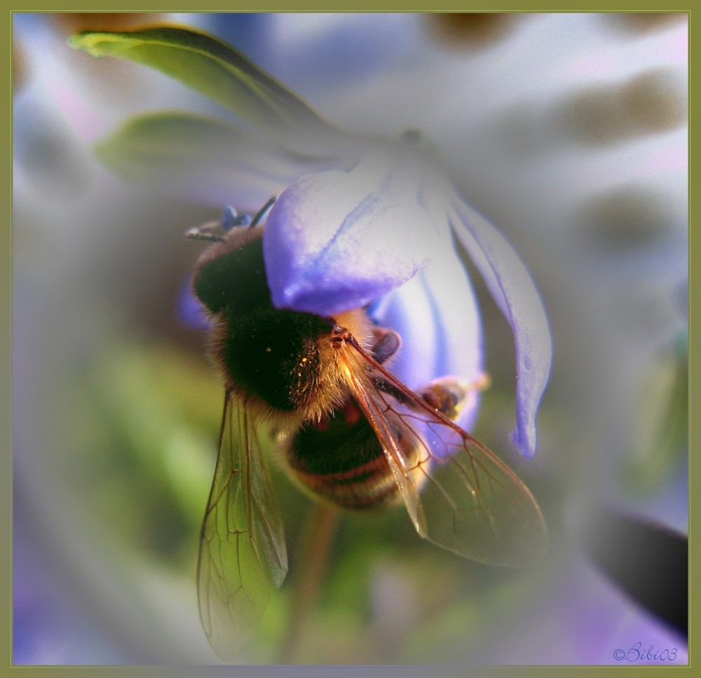 Honiggeflüster