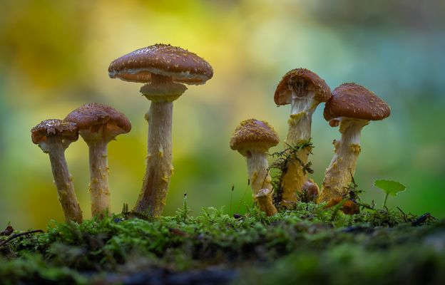 Honiggelber Hallimasch (Armillaria mellea)