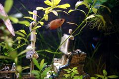 Honiggourami