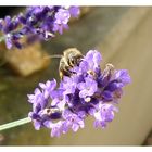 Honigklau in der Lavendelwelt