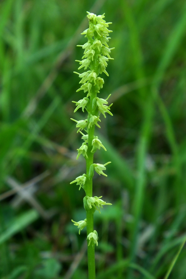 Honigorchis