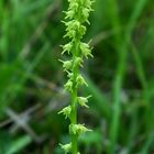 Honigorchis