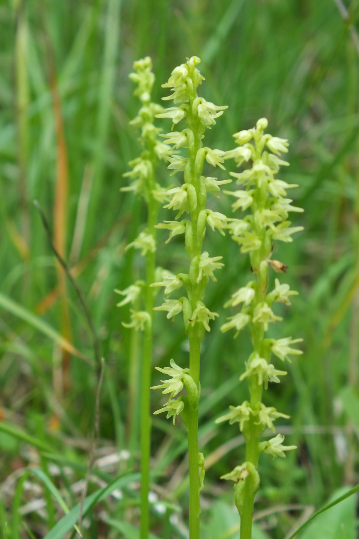 Honigorchis