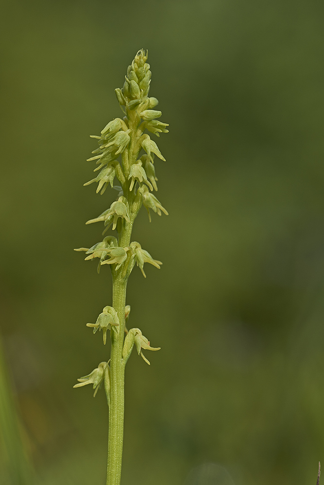 Honigorchis (Herminium monorchis)