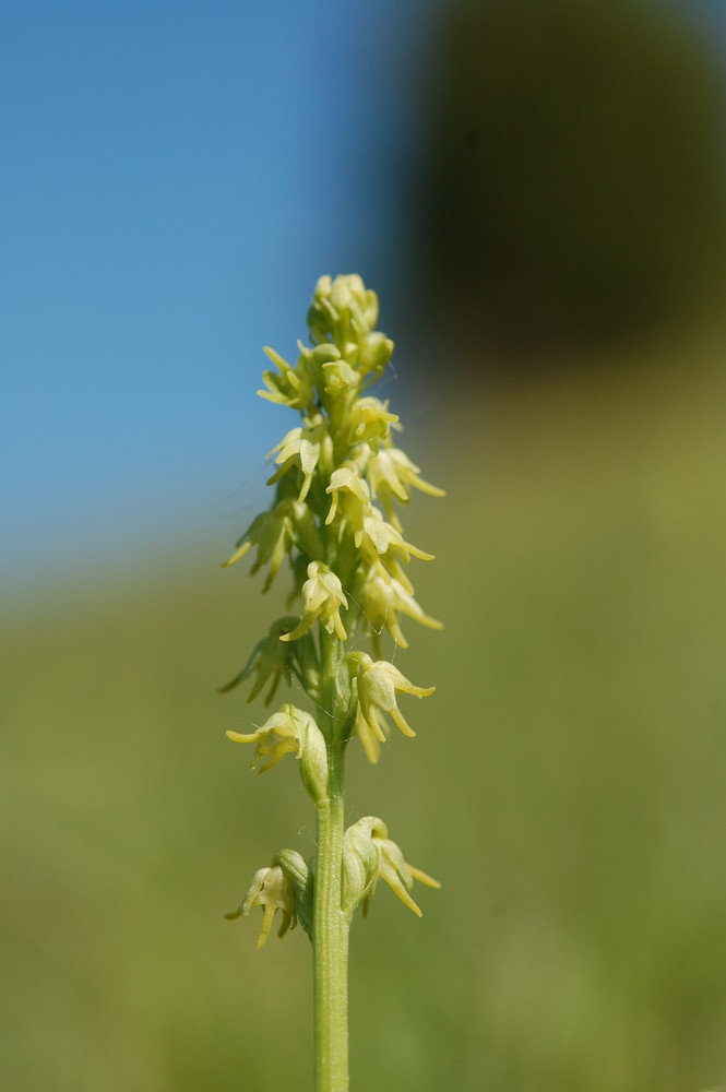 Honigorchis (Herminium monorchis) im Massenbestand/Diemelthal - 2.6.09