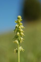 Honigorchis (Herminium monorchis) im Massenbestand/Diemelthal - 2.6.09