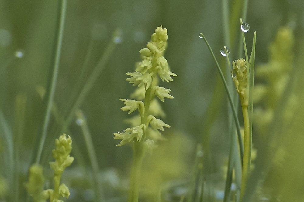 Honigorchis in ihrem Biotop.