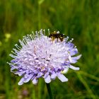 Honigsammler auf einer Tauben-Skabiose (Scabiosa columbaria)