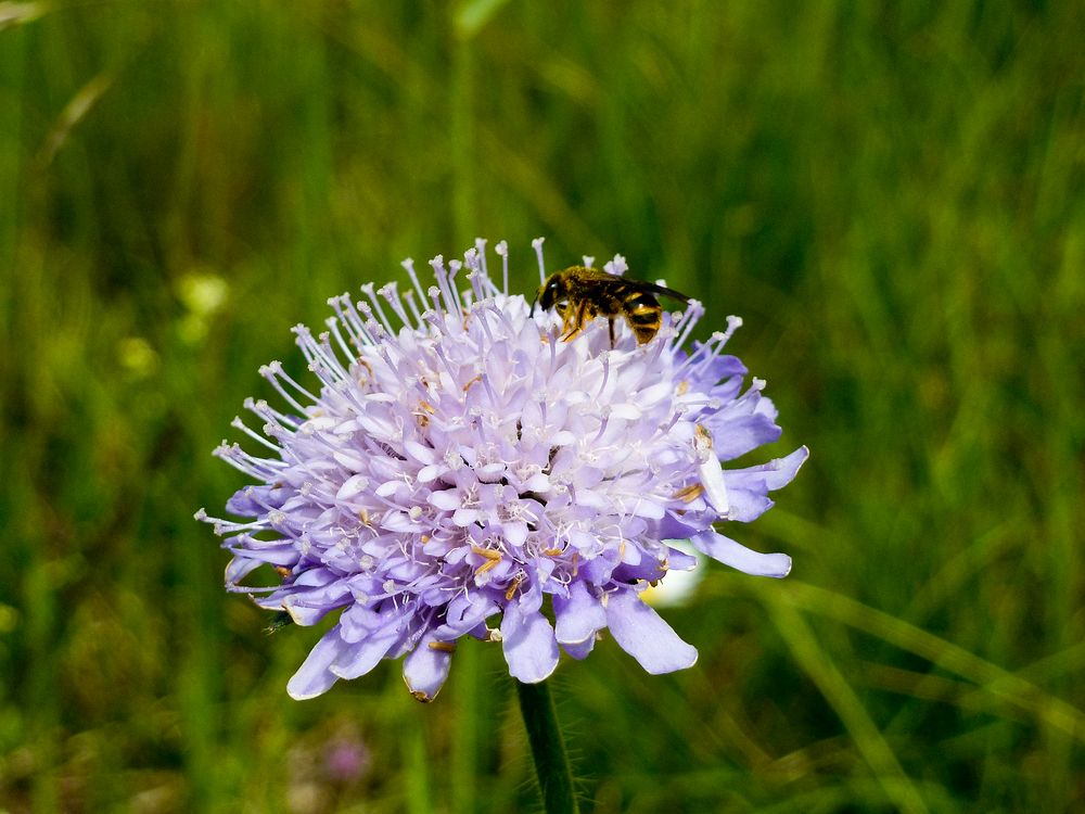 Honigsammler auf einer Tauben-Skabiose (Scabiosa columbaria)