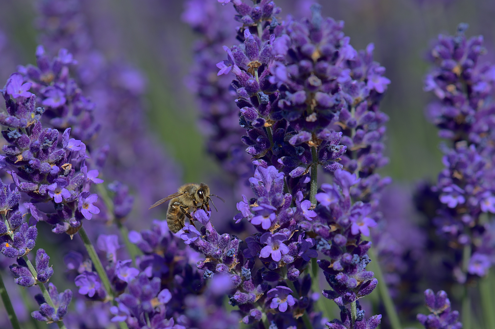 Honigsammler im Lavendel