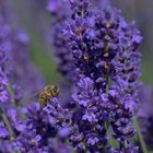 Honigsammler im Lavendel