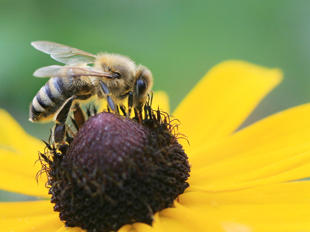 Honigschlecker Foto & Bild tiere, wildlife, insekten Bilder auf