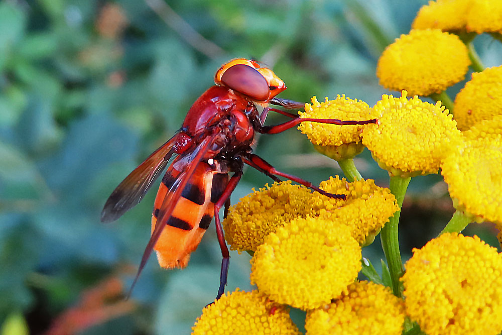 Honissen-Schwebfliege