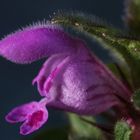 Honneur aux plantes sauvages… ici le lamier pourpre