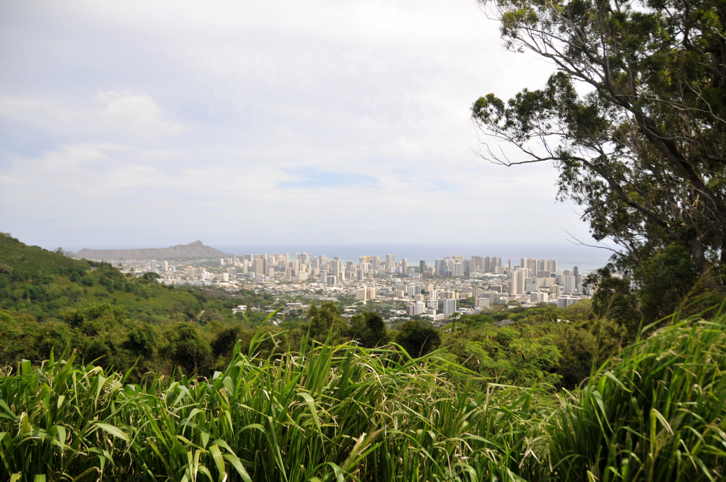 Honolulu from Tantalus Drive