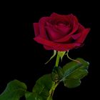 Honor Rose - Buchanan´s Native