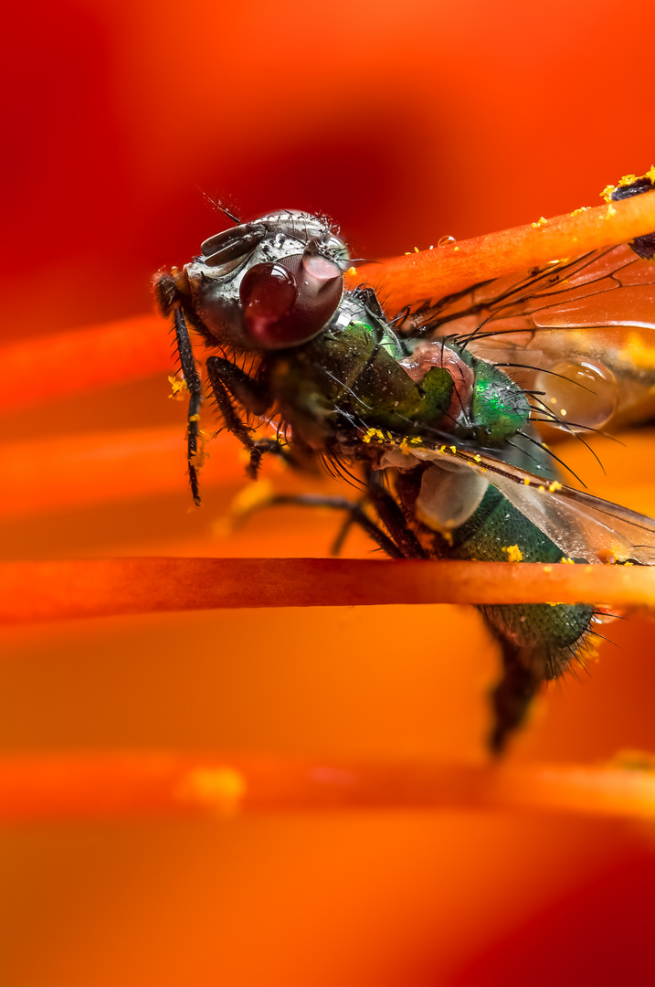 Honor to the fall fly - Drops Flowers Gocce Fiori Riflessi Mario jr Nicorelli macro