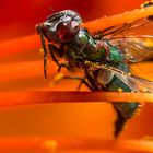 Honor to the fall fly - Drops Flowers Gocce Fiori Riflessi Mario jr Nicorelli macro