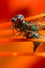 Honor to the fall fly - Drops Flowers Gocce Fiori Riflessi Mario jr Nicorelli macro