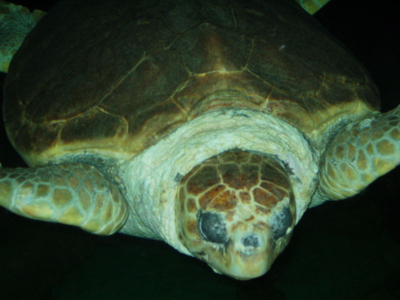 HONU - Seeschildkröte