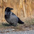 hooded crow