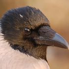 Hooded Crow