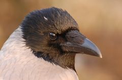 Hooded Crow