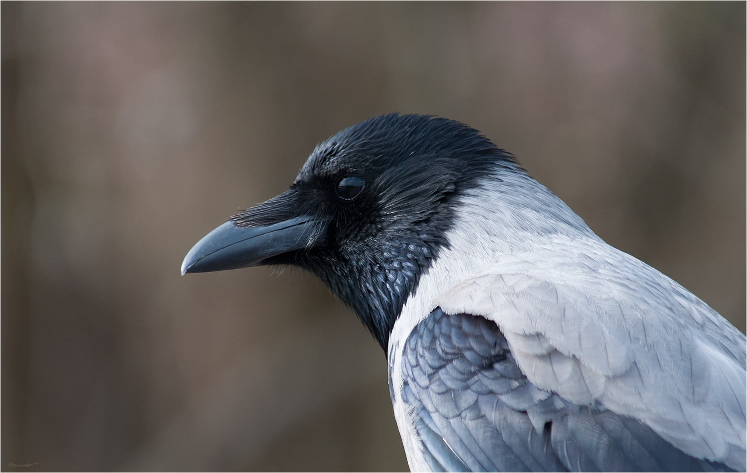  Hooded crow