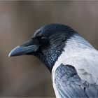  Hooded crow