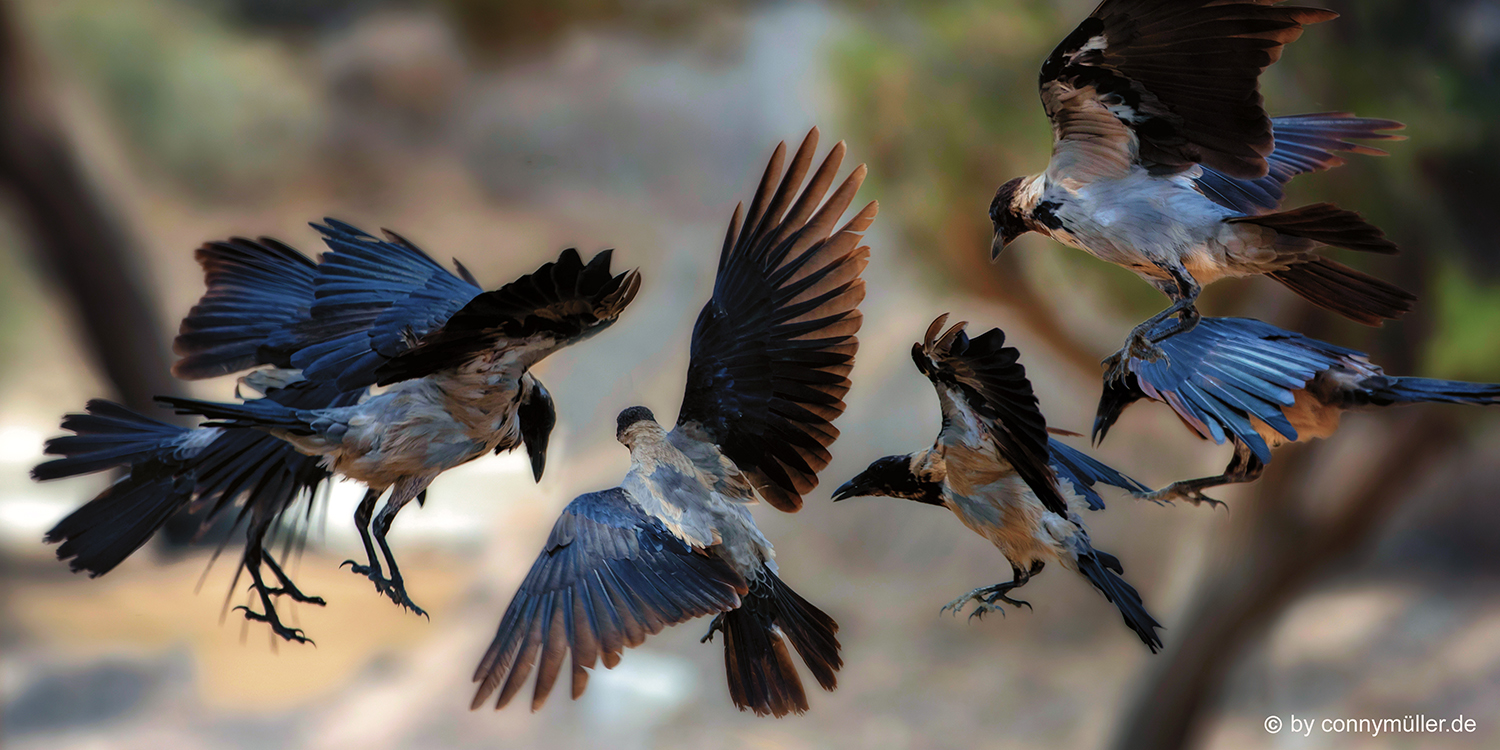 Hooded Crows