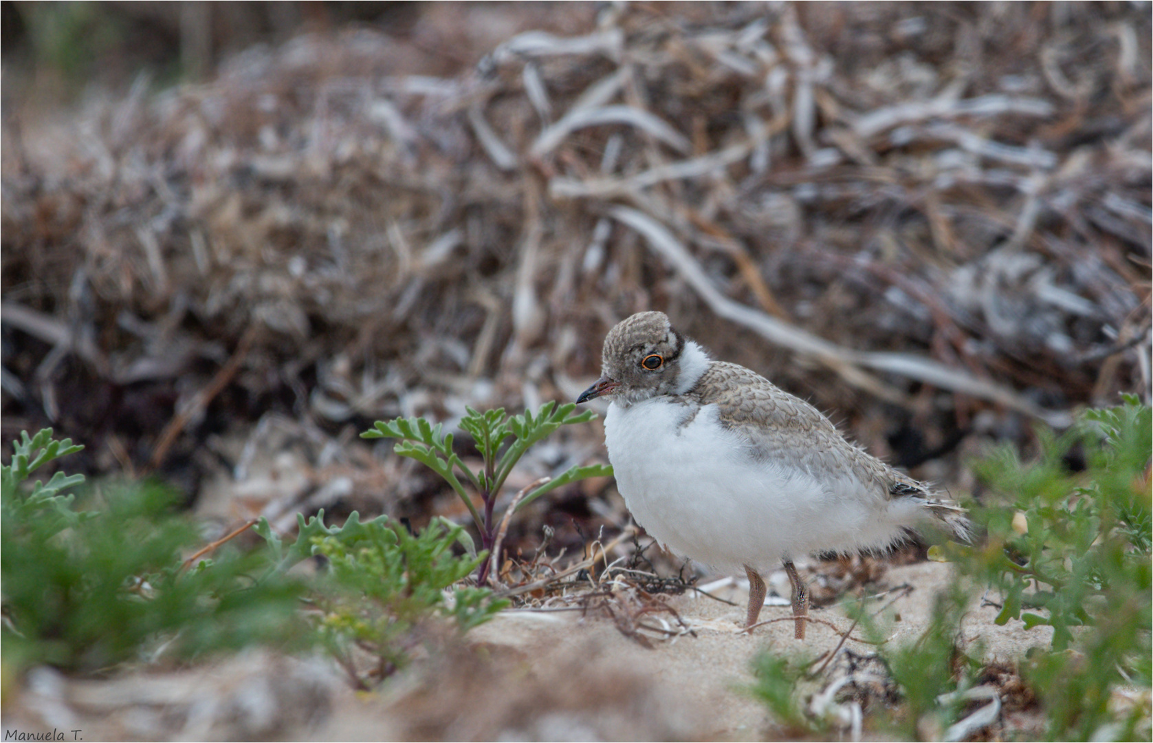 Hooded Plover