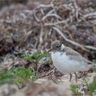 Hooded Plover