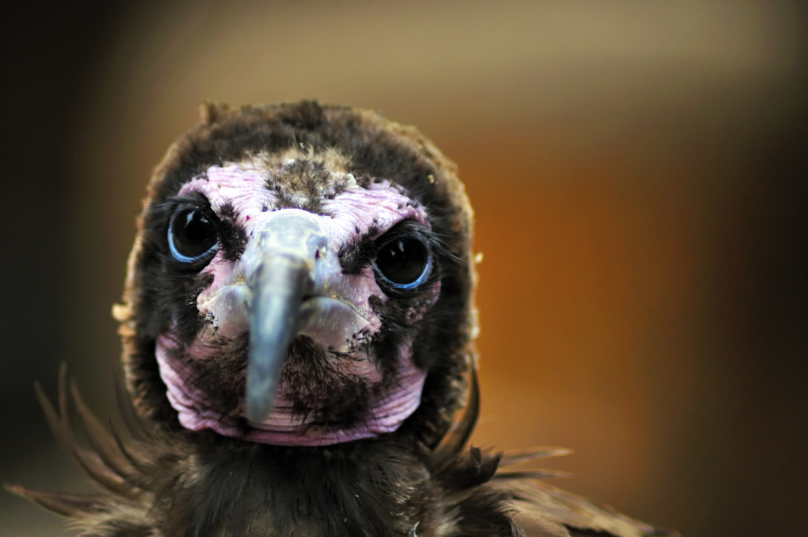 Hooded Vulture