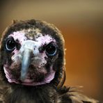 Hooded Vulture