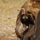 Hooded Vulture