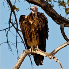 [ Hooded Vulture ]