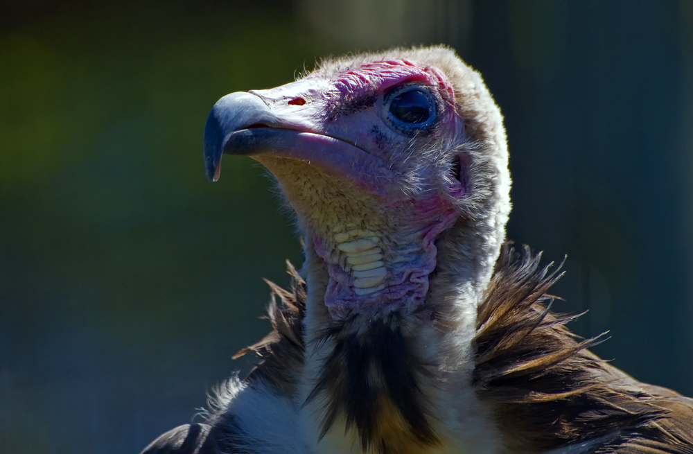 Hooded Vulture. Geier, Suedafrika
