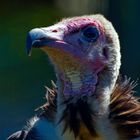 Hooded Vulture. Geier, Suedafrika