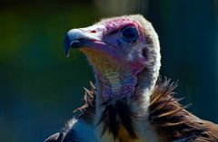 Hooded Vulture. Geier, Suedafrika