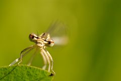 ~ Hooded White Arrow of Light ~ (Platycnemis pennipes, w)