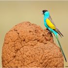 Hoodedsittich (Psephotus dissimilis) Hooded Parrot