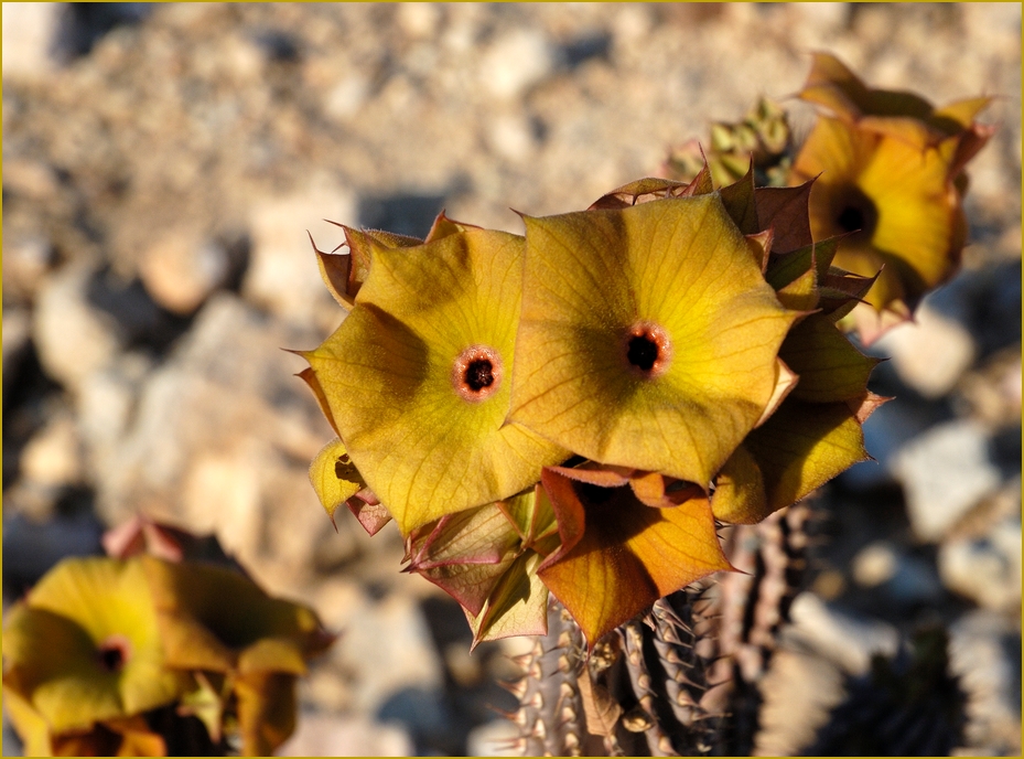 Hoodia