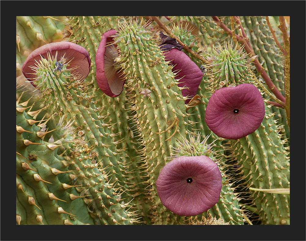 Hoodia gardooni