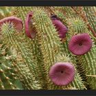 Hoodia gardooni