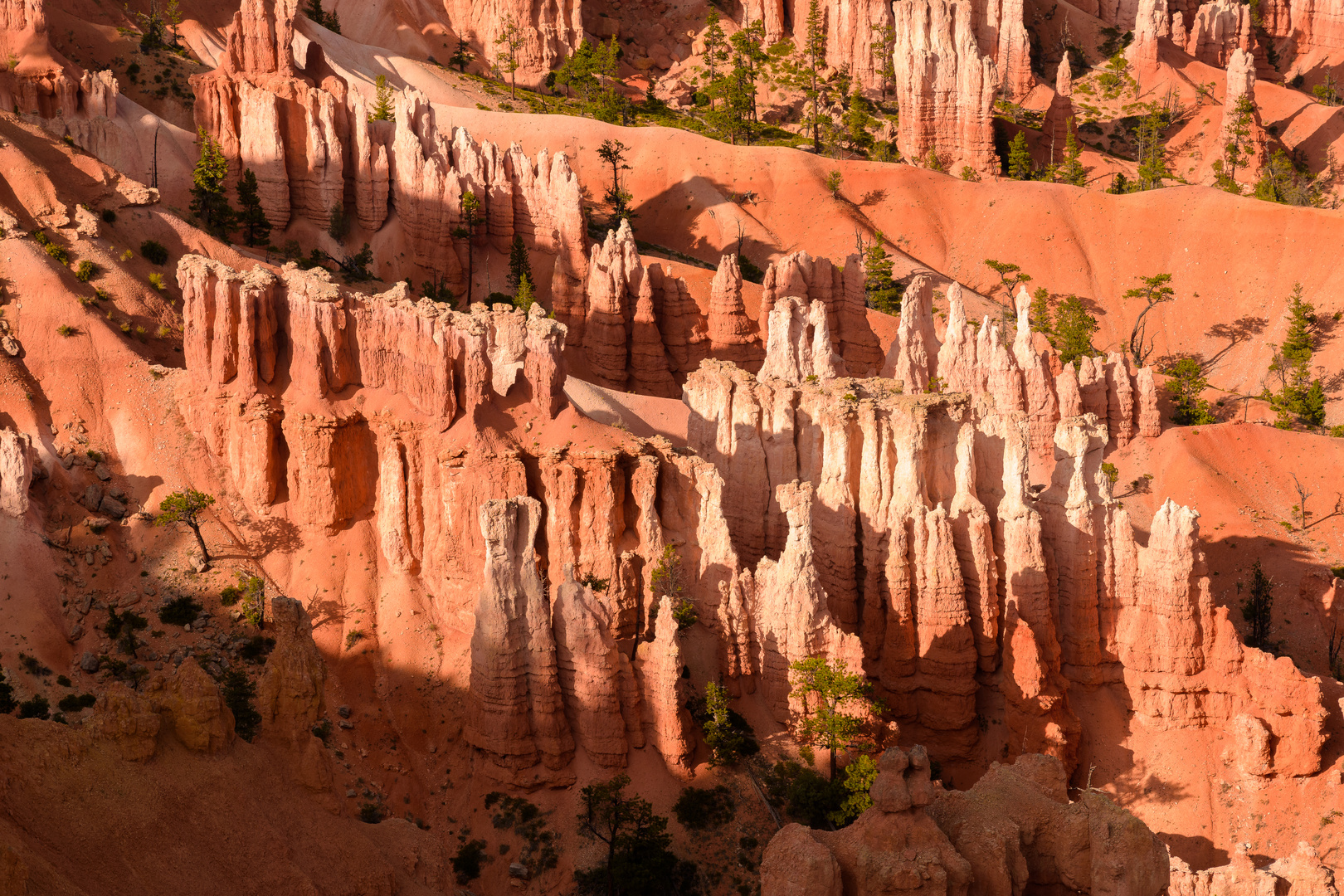 Hoodos im Abendlicht (Bryce Canyon, Utah, Usa)