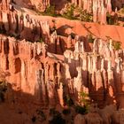 Hoodos im Abendlicht (Bryce Canyon, Utah, Usa)