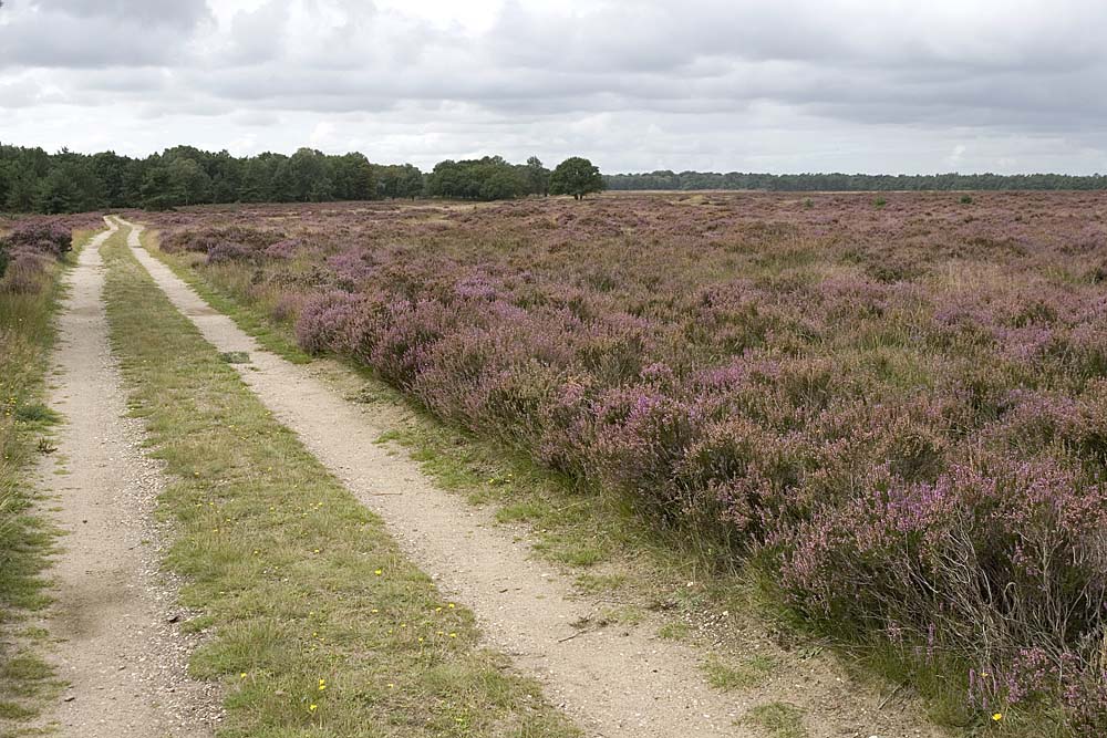 Hooge Veluwe II