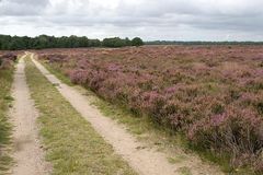 Hooge Veluwe II