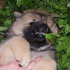 Hook mein Eurasier